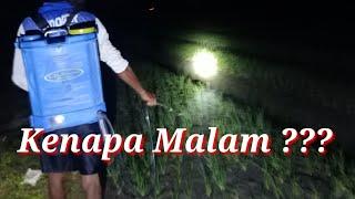 Menyemprot Obat Ulat Malam Hari, Insektisida Preza dari FMC dan Fungisida Remazole-P Dari Royal Agro