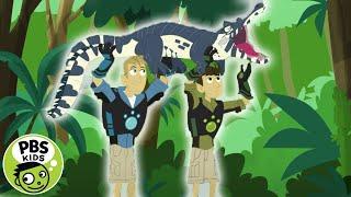 Wild Kratts | A Caiman Crocodile?! | PBS KIDS