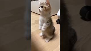 Cat videos cute kittens 