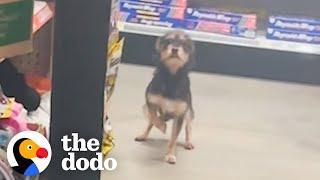 Guy Finds A Stray Dog Inside Dollar General | The Dodo
