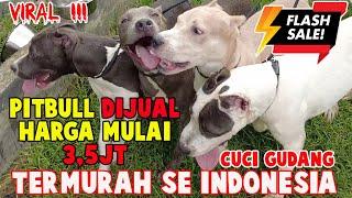 FLASH SALE ANJING PITBULL PUPPY START HARGA 3,5JT