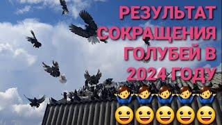 Результат сокращения голубей в 2024 году. Снова что-то пошло на так! ‍️‍️  Pigeons. الحمام. 鸽子.