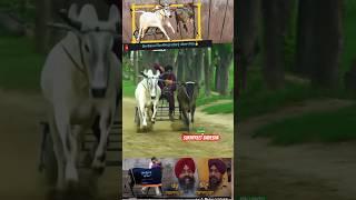 Ox Race  wins //Village isapur landa // 22:22 #sidhumoosewala #oxlover #punjab