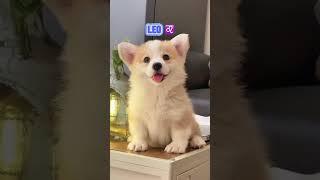 Cute corgi puppy’s based off of your zodiac sign!️️️️️️️️️️️️