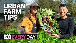 This urban farm makes a tonne of veggies every year  | Everyday | ABC Australia