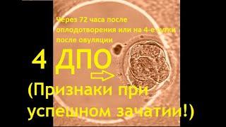  4 ДПО день после овуляции при возможной беременности. Ощущения и что с эмбрионом. Графики БТ!