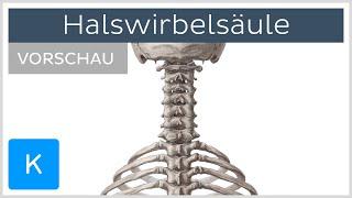 Halswirbelsäule: Aufbau und Funktion (Vorschau) | Kenhub