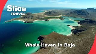 Baja California: A Sanctuary for Grey Whales | SLICE TRAVEL | FULL DOC