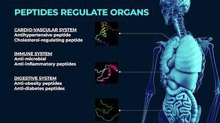 Why peptides are so important for various processes in a body