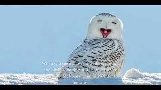 FUN FACTS ON SNOWY OWLS #shorts