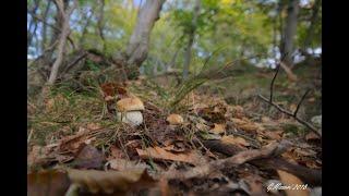 Video 30   #Porcini - riflessioni e consigli sul mondo meraviglioso dei funghi.