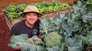 How to Grow Huge Broccoli Crowns  |3 Easy-To-Follow Tips|
