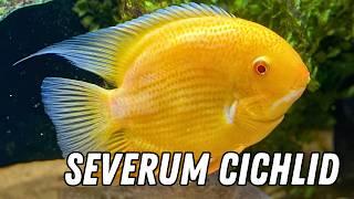 How to Keep Severum Cichlids (Care & Breeding Guide)