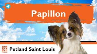 Papillon Puppies | Fun Facts & Personality Traits