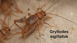 Gryllodes sigillatus -- Kurzflügelgrille -- Tropical House-cricket