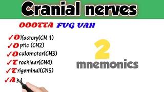 cranial nerves |cranial nerves anatomy |anatomy mnemonics