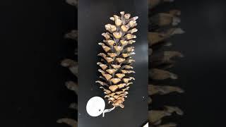Pinus monticola (western white pine)
