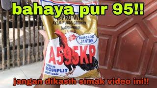 jangan asal kasih pakan pur 95? simak dahulu video ini!!