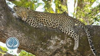 Unveiling the Leopard Mysteries, Myths, and Marvels of the Spotted Predator