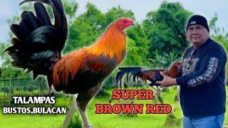 SUPER BROWN RED - L.A GAMEFARM - QUALITY GAMEFOWL IN THE PHILIPPINES...