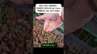 잭큐몬티 자작나무 초특가 분양예약 01045716389 행복한나무농장 #잭큐몬티