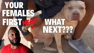 Your Females FIRST HEAT!?!?! What to do NEXT... (Dog Breeding)