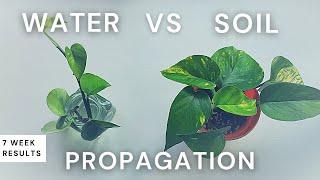 Water vs Soil Propagation: 7 Week Comparison with Pothos | Should I propagate in water or soil?