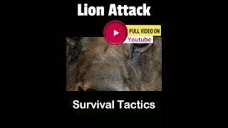 Survive Lion Attack #lion #lionencounter #lionlover #lions #lionattack #survive #survivethekiller