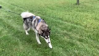 Taking Our Malamute Tire Pulling!