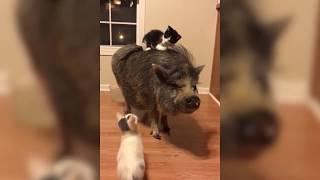 Pigs Are The Best...