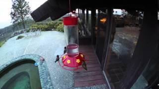 Hummingbird Smacks Into Window