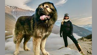 Top 10 BIGGEST Dog Breeds IN THE WORLD