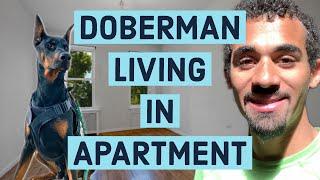 Keeping a Doberman in an apartment? WATCH THIS