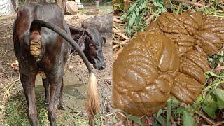 Village Buffalo And Cow Pooping Video | Cow Dung Video | Safar Gav Ka