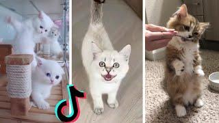 Funny Kittens of TikTok ~ Cutest Kittens Compilation!