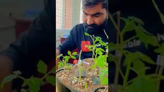Splice grafting Dr. Manish Choudhary