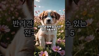 반려견 동반 가능 전국 가을 축제 5 #강아지 #dog