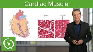 Cardiac Muscle: Function & Main Parts  – Histology | Lecturio