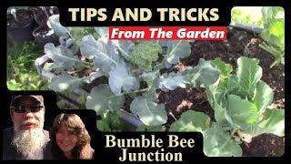 Vegetable Gardening 101 | Raised Bed Garden Ideas And Advice For Beginners