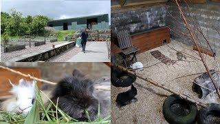 Tidying The Rabbits' Stable