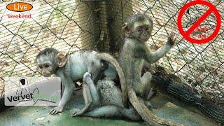 Baby monkeys kept as pets, will foster moms want them