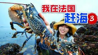 In France to catch the sea, brave lobster island, 3 pounds of blue lobster at will to pick