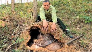 Obsession of the people - Search for ferocious king cobras that attack foresters.