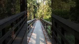 walk through the beautiful forest area by an wooden bridge ️