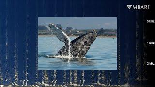 Immerse yourself in songs of humpback whales: Summer in Monterey Bay