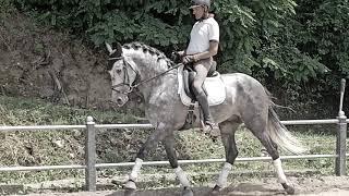 Iberian horses, andaluso, cavallo spagnolo, horse spanish