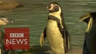 Why do penguins waddle? - BBC News