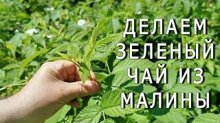 Как приготовить чай из листьев малины по технологии зеленого чая? Простой рецепт