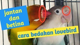 10 cara membedakan lovebird jantan dan lovebird betina