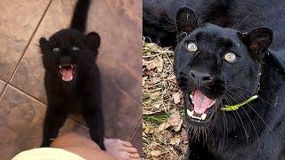 How does Luna the panther talk  Voice from the leopard cub to an adult leopard (ENG SUB)